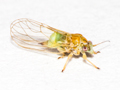 Cacopsylla melanoneura